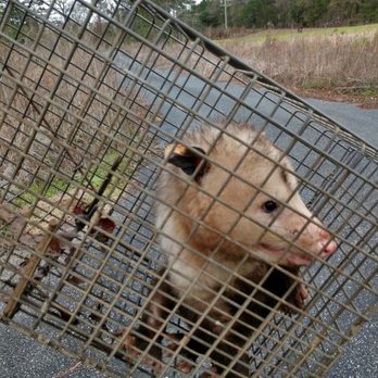 Eagle Animal Control - Wildlife Control Near Me Eagle Animal Control - Wildlife Control Near Me