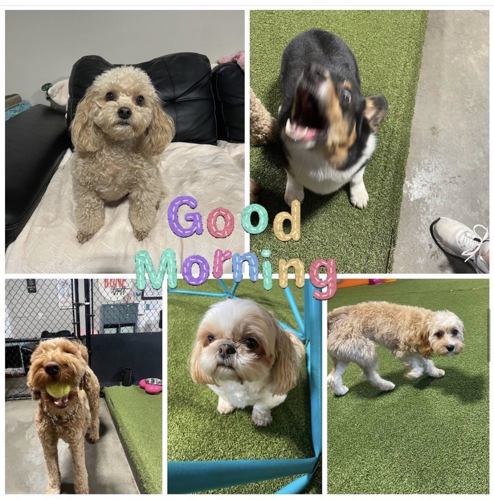 Dogworxx