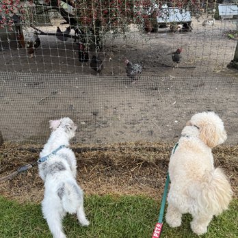 Mar Vista Farm + Cottages - Chickens - Bed & Breakfast Near Me - Gualala, California Mar Vista Farm + Cottages - Chickens - Bed & Breakfast Near Me - Gualala, California