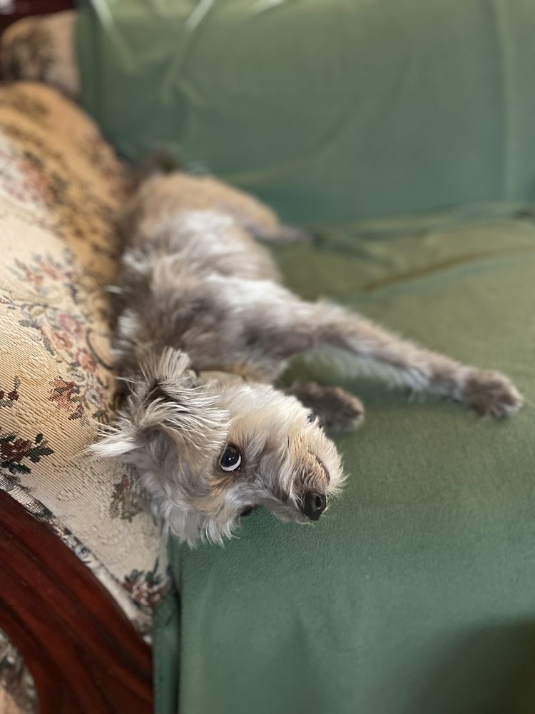 JULIE’S GROOMING Updated October 2024 551 West Line St,