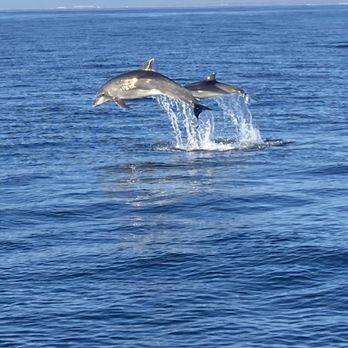 Oceanside Adventures - Boat Charters Near Me - Oceanside, California Oceanside Adventures - Boat Charters Near Me - Oceanside, California