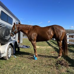 Jocks Horse and Dog boarding Farm