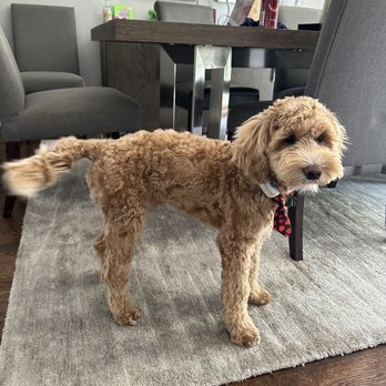 Mobile Pet Grooming Spa - Labradoodle grooming - Pet Groomers Near Me Mobile Pet Grooming Spa - Labradoodle grooming - Pet Groomers Near Me