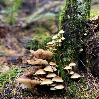 Little Si - Who knew fungus could be so brilliant. Photo by Natalya - Hiking Near Me