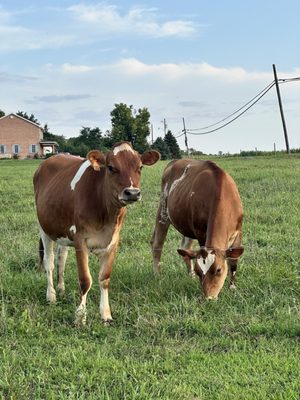 Deliteful Dairy by null