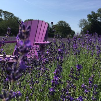 Lavender by the Bay - Insta-worthy (but I usually don't do those things). - Pick Your Own Farms Near Me - East Marion, New York Lavender by the Bay - Insta-worthy (but I usually don't do those things). - Pick Your Own Farms Near Me - East Marion, New York