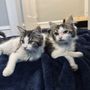 The Anti-Cruelty Society