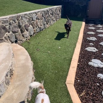 The Pet Medic - Great space for dogs to run around! - First Aid Classes Near Me The Pet Medic - Great space for dogs to run around! - First Aid Classes Near Me