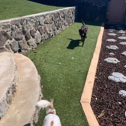 The Pet Medic - Great space for dogs to run around!