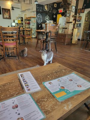 Happy Cat Cafe by null