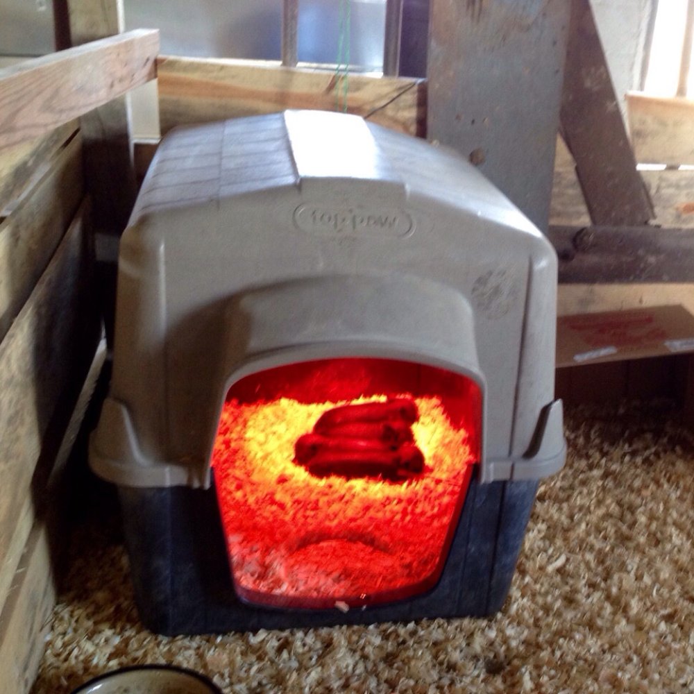 Bergey's Breadbasket - Baby pigs keeping warm - Bakeries Near Me - Chesapeake, Virginia