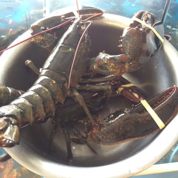 Lobster Bin - Fresh fresh! - Seafood Markets Near Me - Greenwich, Connecticut Lobster Bin - Fresh fresh! - Seafood Markets Near Me - Greenwich, Connecticut
