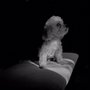 Photo of Fur Friend-Z
