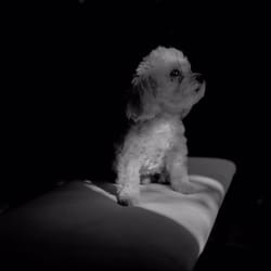 Fur Friend-Z - Beaker