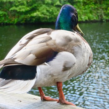 Dulwich Park - Parks Near Me - London, XGL Dulwich Park - Parks Near Me - London, XGL