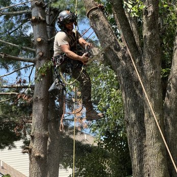 Estate Tree Service - Climbing the trees on ropes - Tree Services Near Me Estate Tree Service - Climbing the trees on ropes - Tree Services Near Me