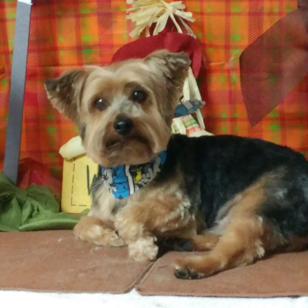Star Mutts - Pet Groomers Near Me - Fresno, California Star Mutts - Pet Groomers Near Me - Fresno, California