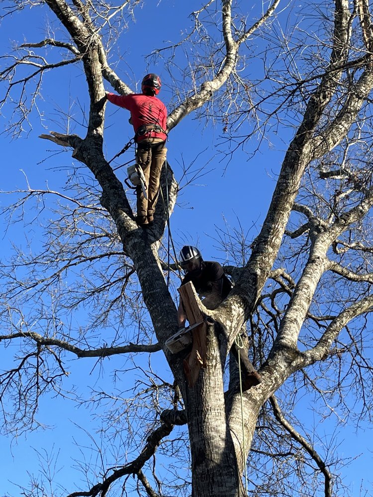 Shier Family Tree Service - tree service in Kansas City, MO