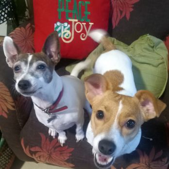Charlie's Pet Sitting Services - Pet Sitting Near Me - Dexter, Michigan Charlie's Pet Sitting Services - Pet Sitting Near Me - Dexter, Michigan