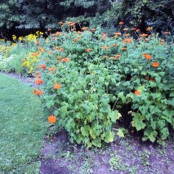 Floral Park - Lots of color in Garden #1 of 9! - Hiking Near Me - Arden Hills, Minnesota Floral Park - Lots of color in Garden #1 of 9! - Hiking Near Me - Arden Hills, Minnesota
