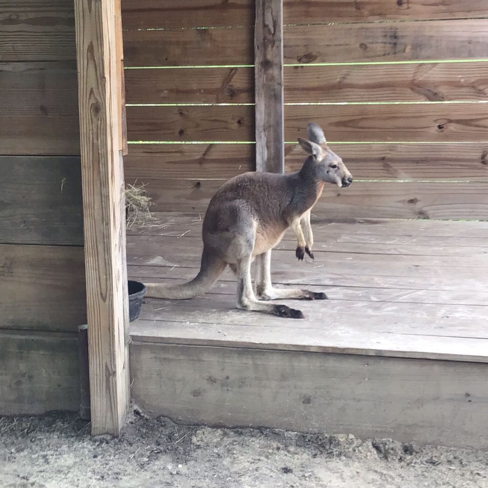 North Florida Wildlife Center - Tours Near Me - Lamont, Florida