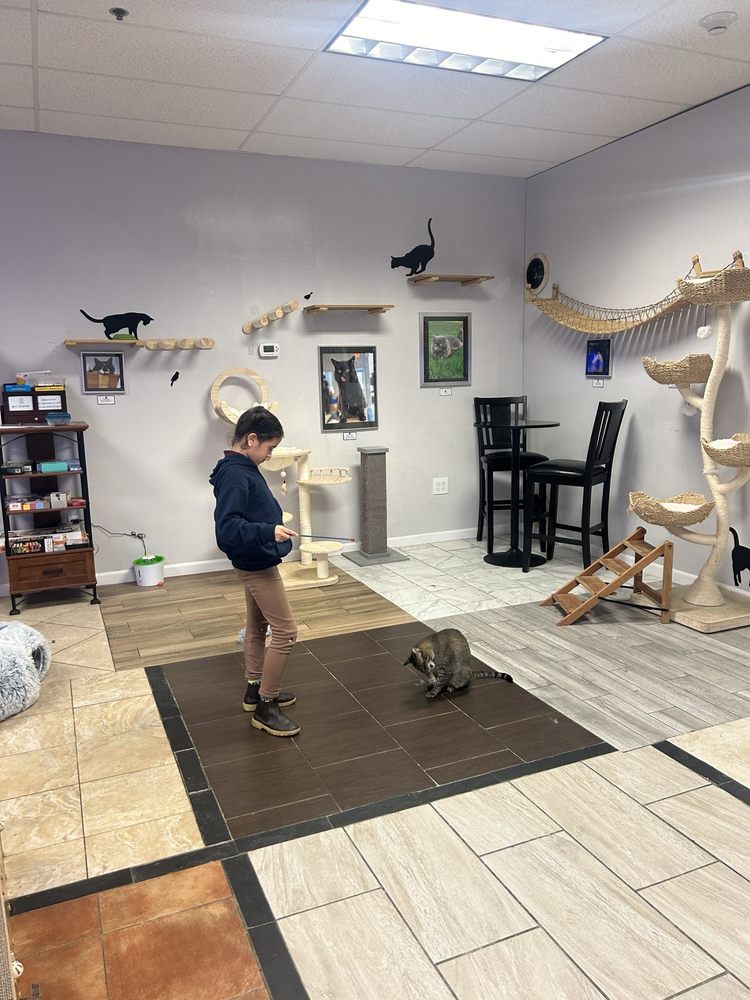 Kitty Cat Cafe Image