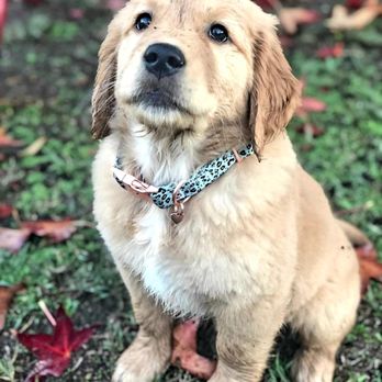 Valerie's Retriever Ranch - Good girl. - Pet Breeders Near Me - Campo, California Valerie's Retriever Ranch - Good girl. - Pet Breeders Near Me - Campo, California