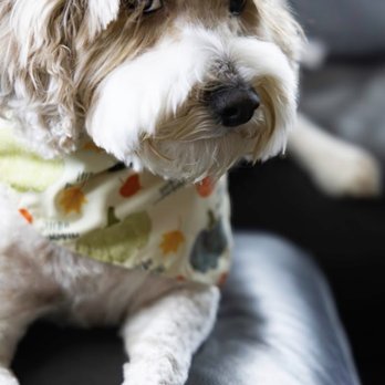 Pet Barber - She got a cute Halloween scarf to wear - Pet Groomers Near Me - Temecula, California