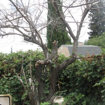 Suarez Tree Service - Before... - Tree Services Near Me Suarez Tree Service - Before... - Tree Services Near Me