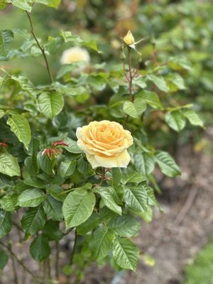 Point Defiance Park by null
