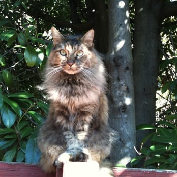 Cuddle Cats - One of our beautiful cats, Tallulah Belle - Pet Sitting Near Me - Oakland, California