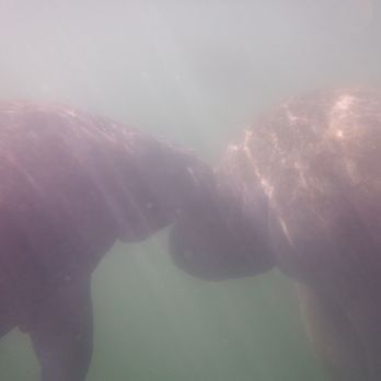 Crystal River Watersports - Got close to two manatees!!!! - Scuba Diving Near Me - Crystal River, Florida Crystal River Watersports - Got close to two manatees!!!! - Scuba Diving Near Me - Crystal River, Florida