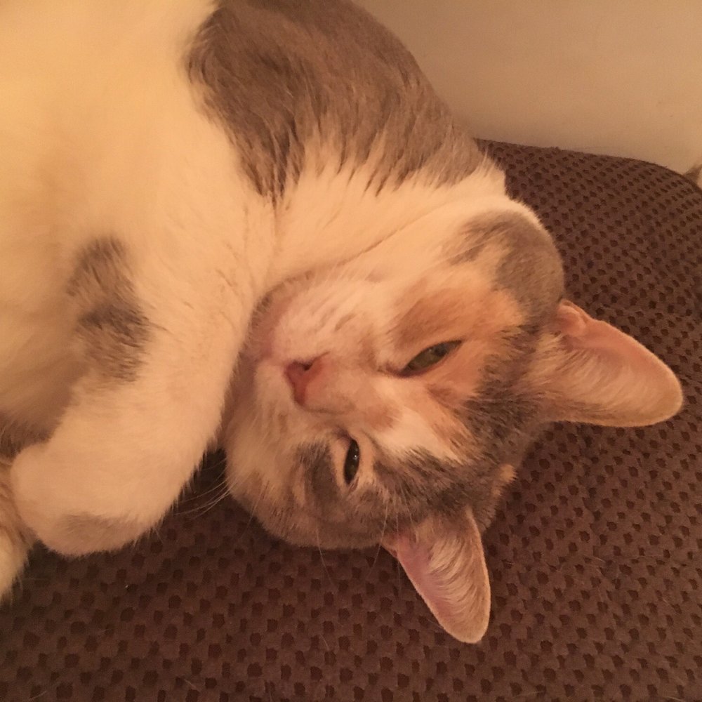 Mary Jane is a happy cat because of the good service provided. Mary Jane is a happy cat because of the good service provided.