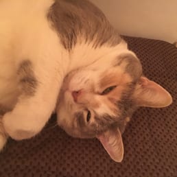Mary Jane is a happy cat because of the good service provided. Mary Jane is a happy cat because of the good service provided.