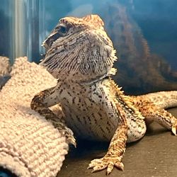Reptiles Reptropolis - Our bearded dragon, Leo, from Reptropolis