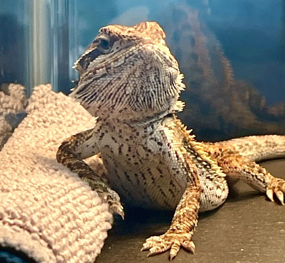 Reptiles Reptropolis - reptile breeding in Capistrano Beach, CA