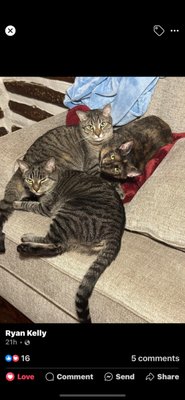 Larchmont Animal Hospital