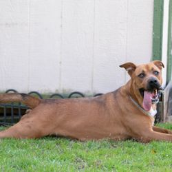 Clayton County Humane Society & Spca - Brother