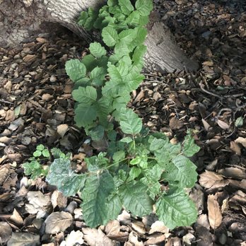 Coyote Creek Trail - Sumac plants all over the place. Highly poisonous and easily spreadable given its oily and invisible nature. - Hiking Near Me - San Jose, California