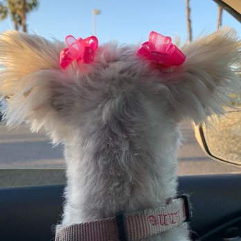 Paw House - Pet Groomers Near Me - Cypress, California Paw House - Pet Groomers Near Me - Cypress, California