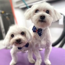Mugsy and Abby!