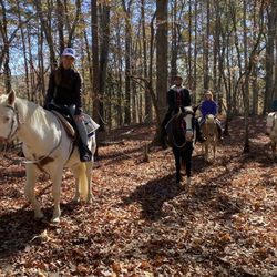 Riverside Riding Stables - Great team of horses