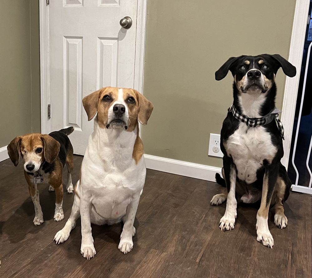 BEYOND THE WALK DOGGIE DAYCARE AND BOARDING Updated September 2024