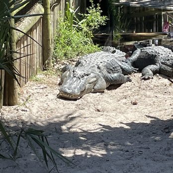St. Augustine Alligator Farm Zoological Park - Large alligator sunning pit - Zoos Near Me - Saint Augustine, Florida St. Augustine Alligator Farm Zoological Park - Large alligator sunning pit - Zoos Near Me - Saint Augustine, Florida