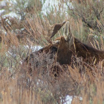 BrushBuck Wildlife Tours - BrushBuck Wildlife Tours.  Bedded down young bull moose.  Grand Teton National Park, Wyoming. - Tours Near Me - Jackson, Wyoming