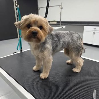 Dapper Doodle - Pet Groomers Near Me - Springfield, Missouri Dapper Doodle - Pet Groomers Near Me - Springfield, Missouri