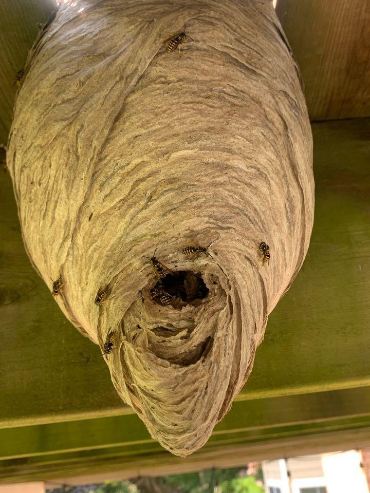 SCHULTZ PEST CONTROL AND RADON SERVICES Updated May 2024 48 Photos