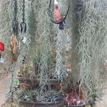 Green Acres Nursery & Supply - Jungle? - Nurseries & Gardening Near Me - Folsom, California Green Acres Nursery & Supply - Jungle? - Nurseries & Gardening Near Me - Folsom, California
