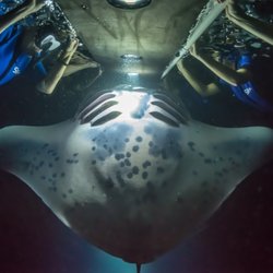 Sea Quest Hawaii - Up Close & Personal with the Manta Rays on the Night Manta Experience