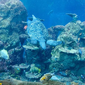 Downtown Aquarium - Museums Near Me - Denver, Colorado